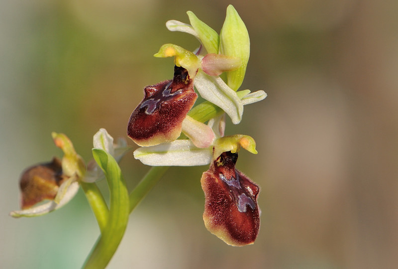 Ophrys exaltata subsp. montis-leonis e Ophrys exaltata subsp. arachnitiformis